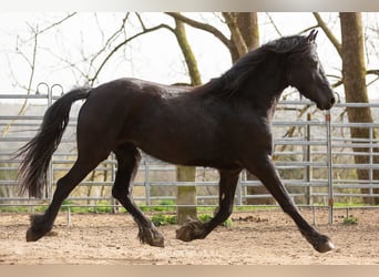 Fries paard, Merrie, 5 Jaar, Zwart