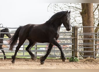 Fries paard, Merrie, 5 Jaar, Zwart