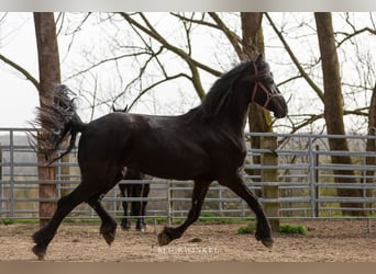 Fries paard, Merrie, 5 Jaar, Zwart