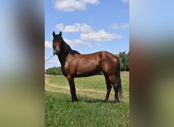 Fries paard Mix, Merrie, 6 Jaar, 152 cm, Bruin
