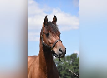 Fries paard Mix, Merrie, 6 Jaar, 152 cm, Bruin
