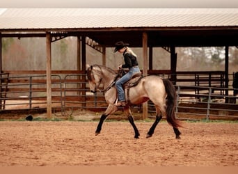 Fries paard, Merrie, 6 Jaar, 152 cm, Buckskin