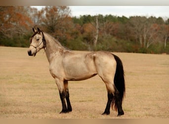 Fries paard, Merrie, 6 Jaar, 152 cm, Buckskin