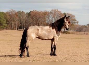 Fries paard, Merrie, 6 Jaar, 152 cm, Buckskin