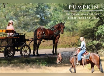 Fries paard, Merrie, 6 Jaar, 152 cm, Roodbruin