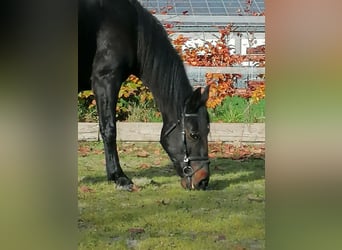Fries paard Mix, Merrie, 6 Jaar, 155 cm, Zwart