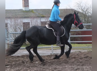 Fries paard, Merrie, 6 Jaar, 158 cm, Zwart