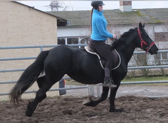 Fries paard, Merrie, 6 Jaar, 158 cm, Zwart