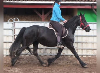 Fries paard, Merrie, 6 Jaar, 158 cm, Zwart