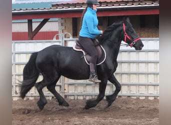 Fries paard, Merrie, 6 Jaar, 158 cm, Zwart