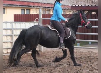 Fries paard, Merrie, 6 Jaar, 158 cm, Zwart