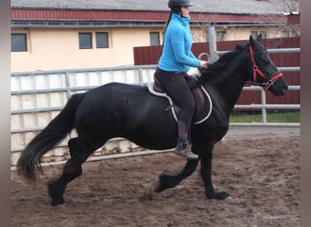 Fries paard, Merrie, 6 Jaar, 158 cm, Zwart