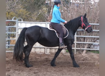 Fries paard, Merrie, 6 Jaar, 158 cm, Zwart