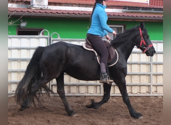 Fries paard, Merrie, 6 Jaar, 158 cm, Zwart