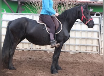 Fries paard, Merrie, 6 Jaar, 158 cm, Zwart