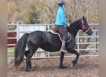 Fries paard, Merrie, 6 Jaar, 158 cm, Zwart