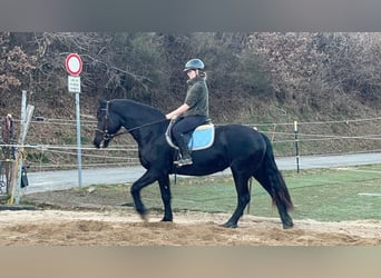 Fries paard Mix, Merrie, 6 Jaar, 159 cm, Zwart