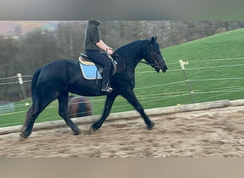 Fries paard Mix, Merrie, 6 Jaar, 159 cm, Zwart