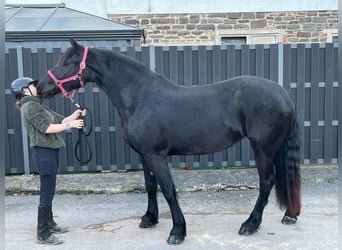 Fries paard Mix, Merrie, 6 Jaar, 159 cm, Zwart