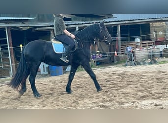 Fries paard Mix, Merrie, 6 Jaar, 159 cm, Zwart