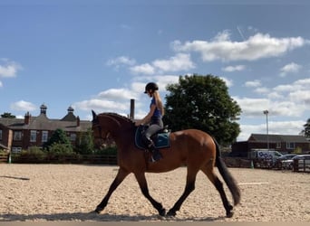 Fries paard Mix, Merrie, 6 Jaar, 160 cm, Roodbruin