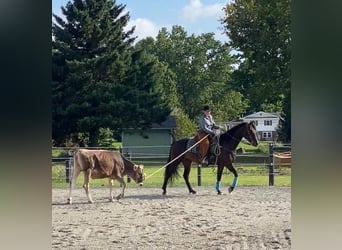 Fries paard, Merrie, 6 Jaar, 160 cm, Roodbruin