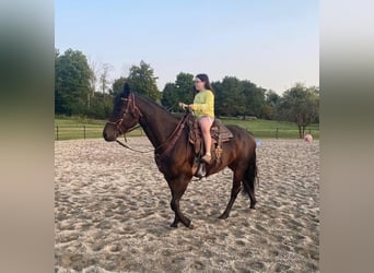 Fries paard, Merrie, 6 Jaar, 160 cm, Roodbruin