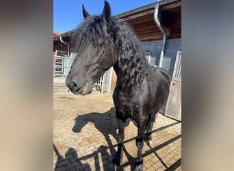Fries paard, Merrie, 6 Jaar, 160 cm, Zwart