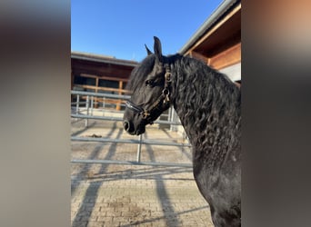 Fries paard, Merrie, 6 Jaar, 160 cm, Zwart