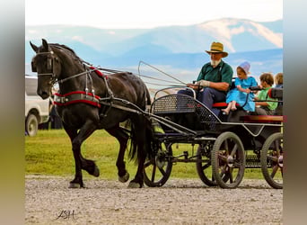 Fries paard, Merrie, 6 Jaar, 160 cm, Zwart