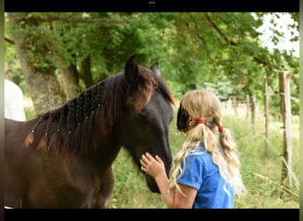 Fries paard Mix, Merrie, 6 Jaar, 160 cm, Zwart