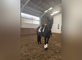 Fries paard, Merrie, 6 Jaar, 162 cm, Donkerbruin