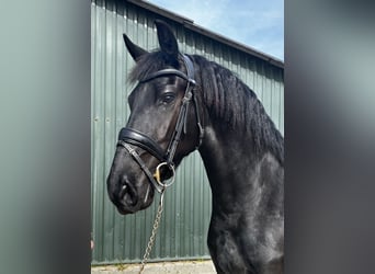 Fries paard, Merrie, 6 Jaar, 162 cm, Zwart