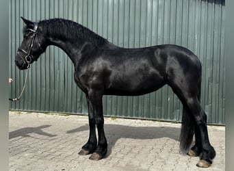 Fries paard, Merrie, 6 Jaar, 162 cm, Zwart