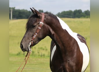 Fries paard, Merrie, 6 Jaar, 163 cm, Tobiano-alle-kleuren