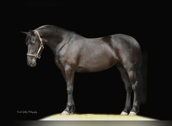 Fries paard, Merrie, 6 Jaar, 163 cm, Zwart