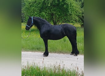 Fries paard, Merrie, 6 Jaar, 164 cm, Zwart