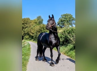 Fries paard, Merrie, 6 Jaar, 165 cm, Zwart