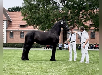 Fries paard, Merrie, 6 Jaar, 165 cm, Zwart