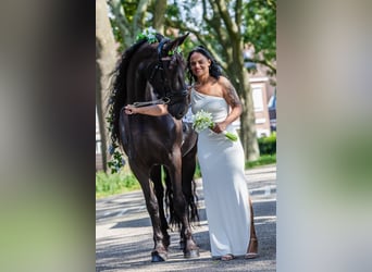 Fries paard, Merrie, 6 Jaar, 167 cm, Zwart