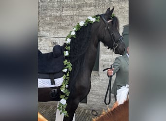 Fries paard, Merrie, 6 Jaar, 167 cm, Zwart