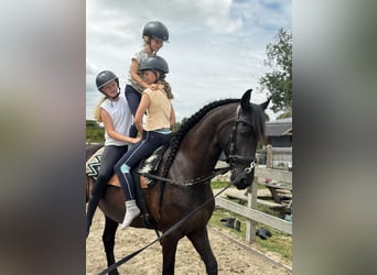 Fries paard, Merrie, 6 Jaar, 167 cm, Zwart