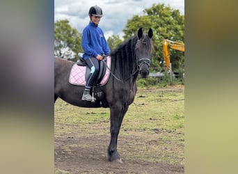 Fries paard, Merrie, 6 Jaar, 167 cm, Zwart