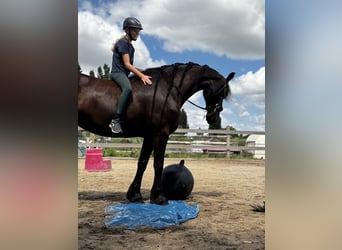 Fries paard, Merrie, 6 Jaar, 167 cm, Zwart
