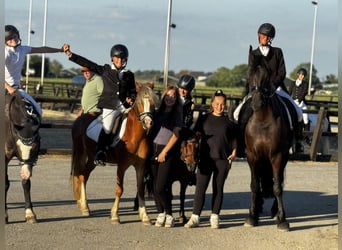 Fries paard, Merrie, 6 Jaar, 167 cm, Zwart
