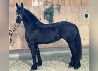 Fries paard, Merrie, 6 Jaar, 167 cm, Zwart