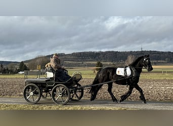 Fries paard, Merrie, 6 Jaar, 167 cm, Zwart