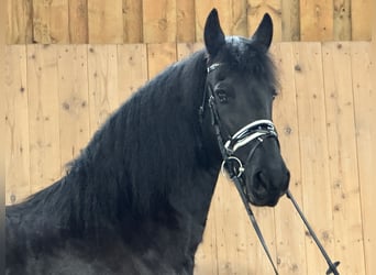 Fries paard, Merrie, 6 Jaar, 167 cm, Zwart