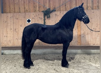 Fries paard, Merrie, 6 Jaar, 167 cm, Zwart