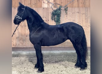 Fries paard, Merrie, 6 Jaar, 167 cm, Zwart